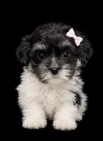 Female 1 , a female Shihpoo for sale in Ville Platte, LA – 1 of 4