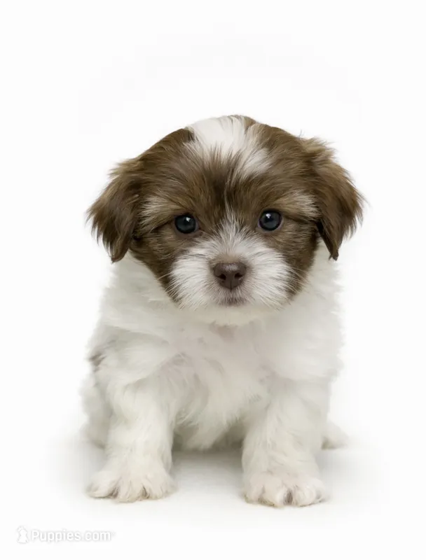 Light yellow – Mal Shi puppy on hold in Ville Platte, LA