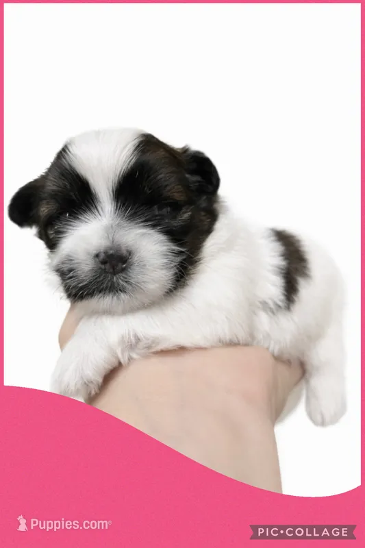 Female pink – Mal Shi puppy for sale in Ville Platte, LA
