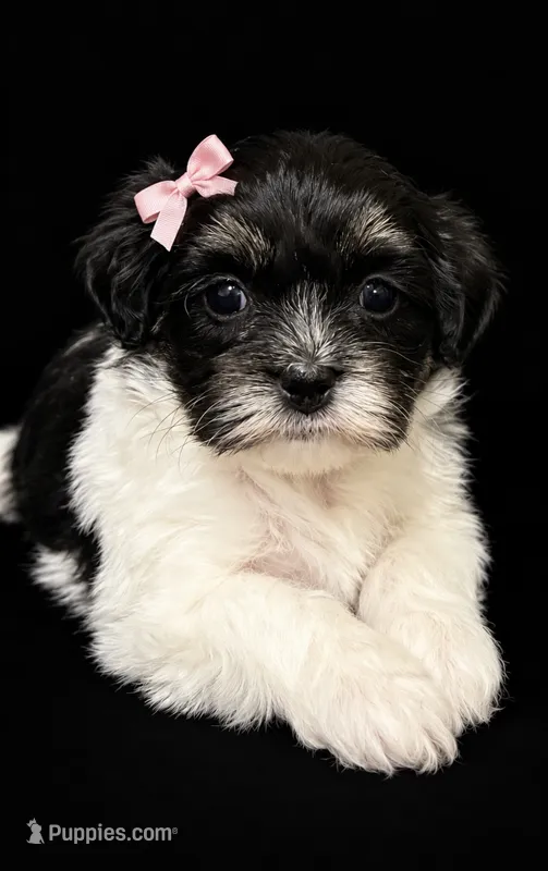 Female 1  – Shihpoo puppy for sale in Ville Platte, LA