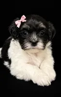 Female 1 , a female Shihpoo for sale in Ville Platte, LA – 2 of 4
