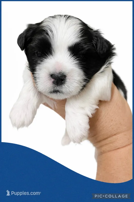 Male blue  – Mal Shi puppy for sale in Ville Platte, LA
