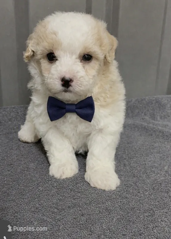 Male 2 – Maltipoo puppy for sale in Ville Platte, LA