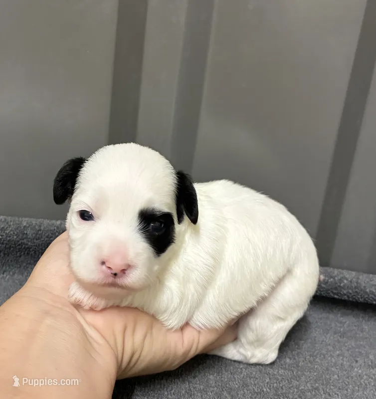 Female 2 – Shihpoo puppy for sale in Ville Platte, LA