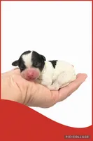 Female red, a female Poodle - Toy  for sale in Ville Platte, LA – Photo 3 of 3