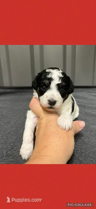 Female red – Poodle - Toy  puppy for sale in Ville Platte, LA