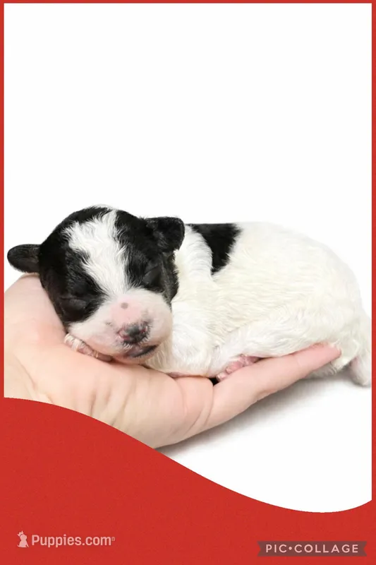 Female red – Poodle - Toy  puppy for sale in Ville Platte, LA