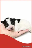 Female red, a female Poodle - Toy  for sale in Ville Platte, LA – Photo 2 of 3