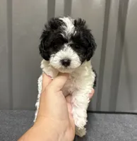 Male   1 blue, a male Poodle - Toy  for sale in Ville Platte, LA – 1 of 6