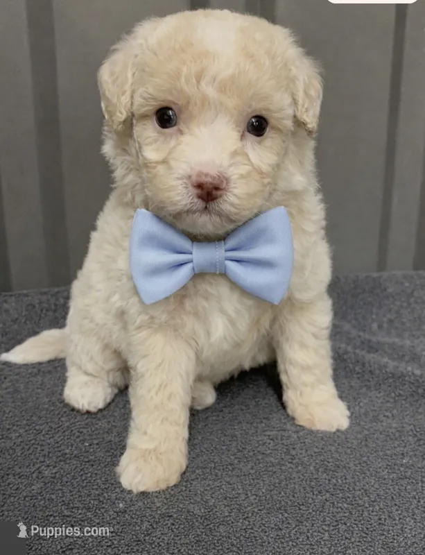 Male 3 – Maltipoo puppy for sale in Ville Platte, LA
