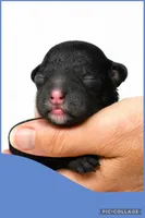 Male blue, a male Poodle - Toy  for sale in Ville Platte, LA – Photo 3 of 3