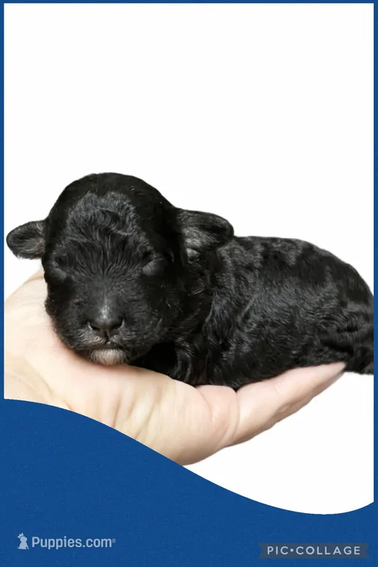 Male blue – Poodle - Toy  puppy for sale in Ville Platte, LA