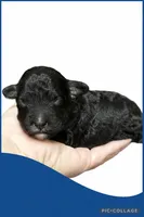 Male blue, a male Poodle - Toy  for sale in Ville Platte, LA – Photo 2 of 3