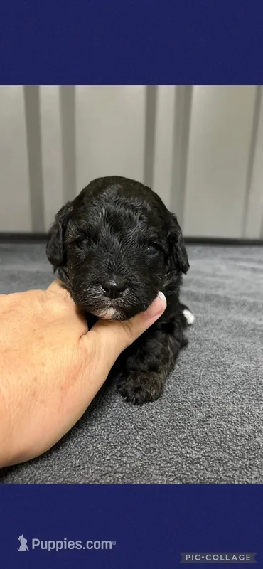 Male blue – Poodle - Toy  puppy for sale in Ville Platte, LA