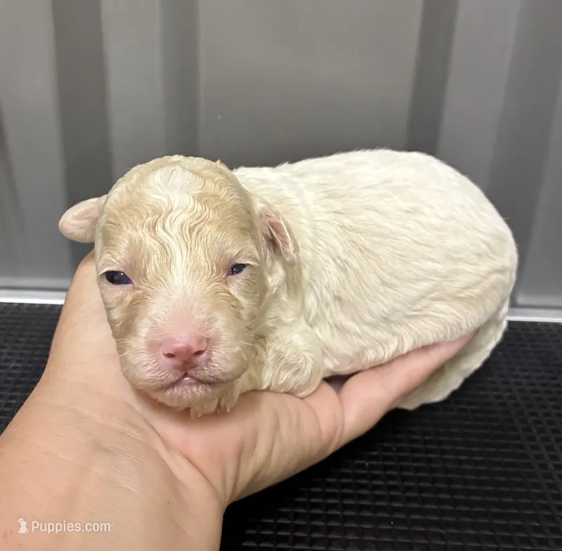 Male 3 – Maltipoo puppy for sale in Ville Platte, LA