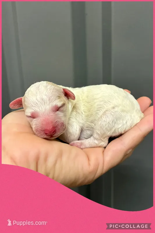 Female pink – Poodle - Toy  puppy for sale in Ville Platte, LA