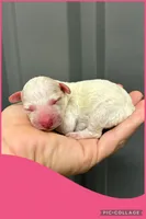 Female pink, a female Poodle - Toy  for sale in Ville Platte, LA – 1 of 1