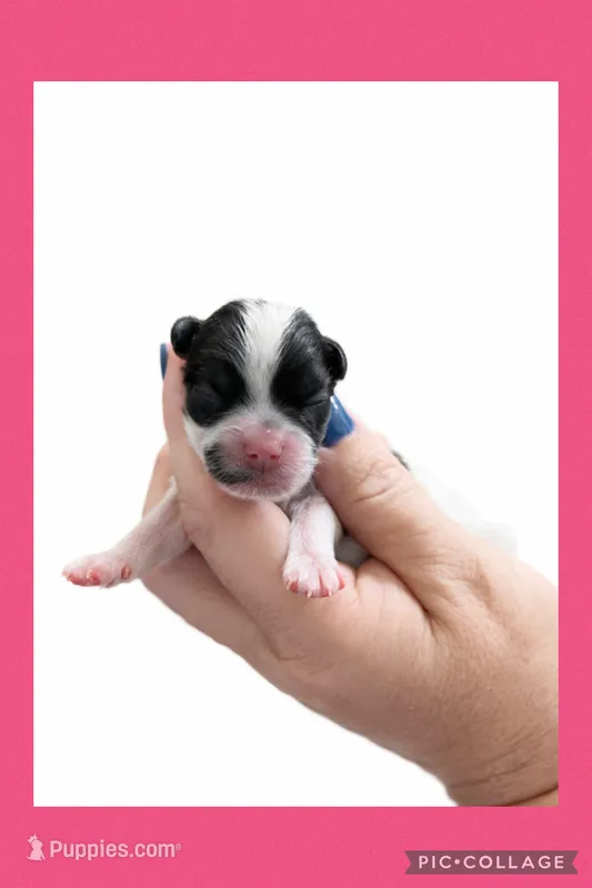 Female pink – Mal Shi puppy for sale in Ville Platte, LA