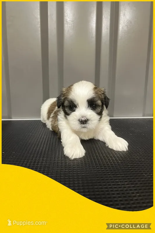 Female yellow – Mal Shi puppy for sale in Ville Platte, LA