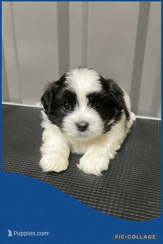 Male blue  – Mal Shi puppy for sale in Ville Platte, LA