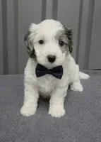 Blue Merle parti, a male Maltipoo for sale in Ville Platte, LA – 2 of 9