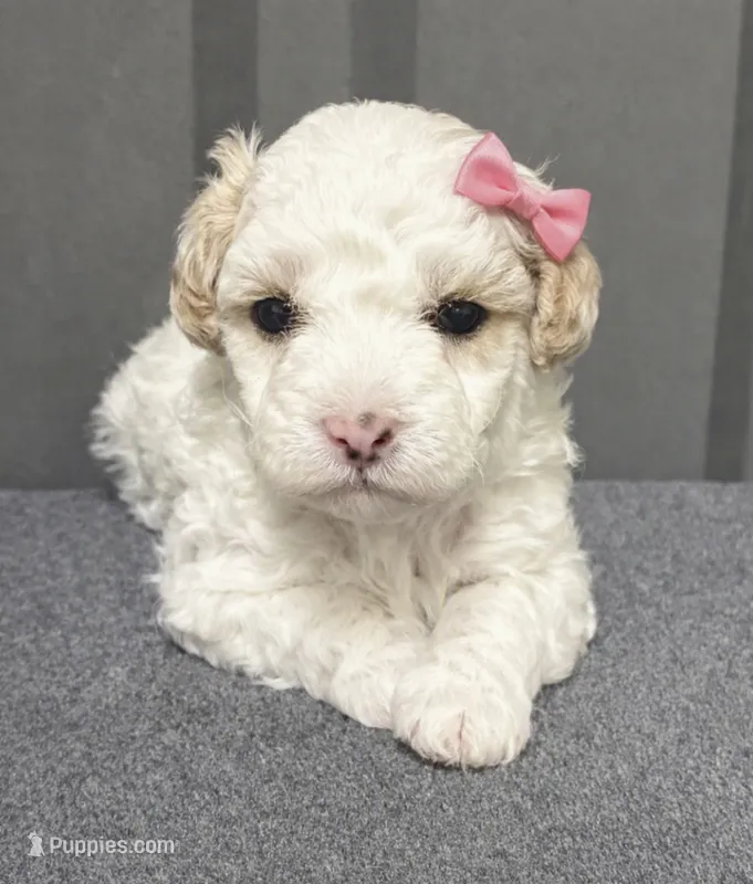 Female pink – Poodle - Toy  puppy for sale in Ville Platte, LA