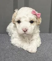 Female pink, a female Poodle - Toy  for sale in Ville Platte, LA – 3 of 8