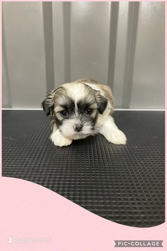 Light pink – Mal Shi puppy for sale in Ville Platte, LA