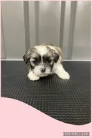 Light pink, a female Mal Shi for sale in Ville Platte, LA – 4 of 4