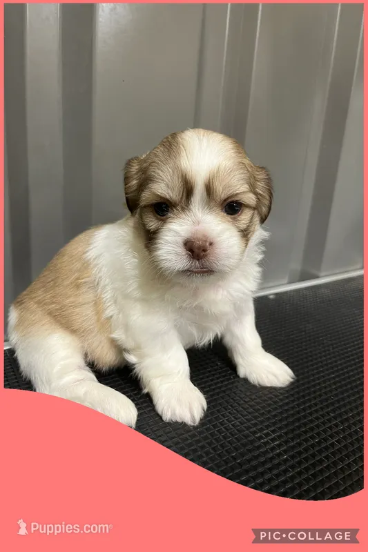 Light red – Mal Shi puppy for sale in Ville Platte, LA