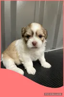 Light red, a female Mal Shi for sale in Ville Platte, LA – 3 of 5