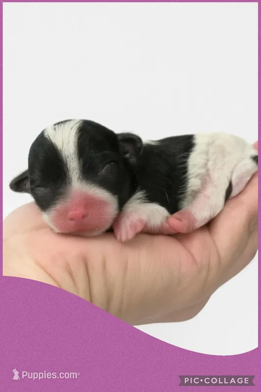 Female purple – Poodle - Toy  puppy for sale in Ville Platte, LA