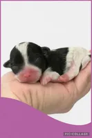 Female purple, a female Poodle - Toy  for sale in Ville Platte, LA – Photo 3 of 3