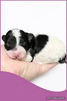 Female purple, a female Poodle - Toy  for sale in Ville Platte, LA – Photo 2 of 3