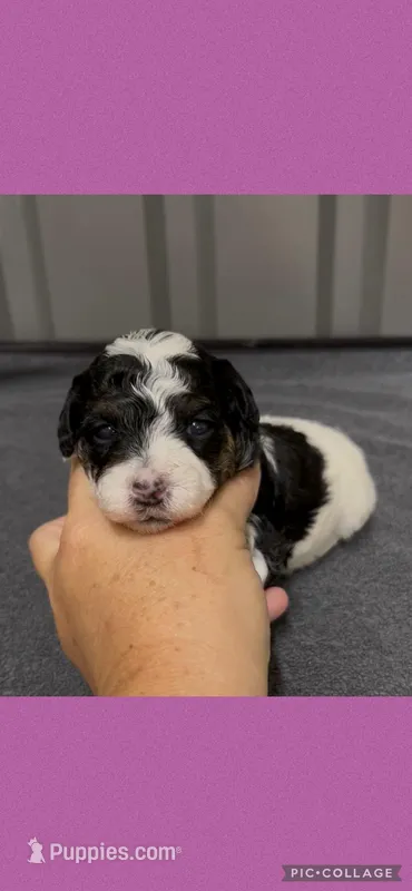 Female purple – Poodle - Toy  puppy on hold in Ville Platte, LA