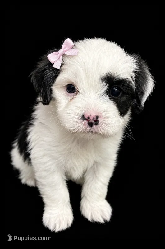 Female 2 – Shihpoo puppy for sale in Ville Platte, LA