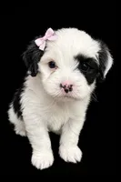 Female 2, a female Shihpoo for sale in Ville Platte, LA – 2 of 4