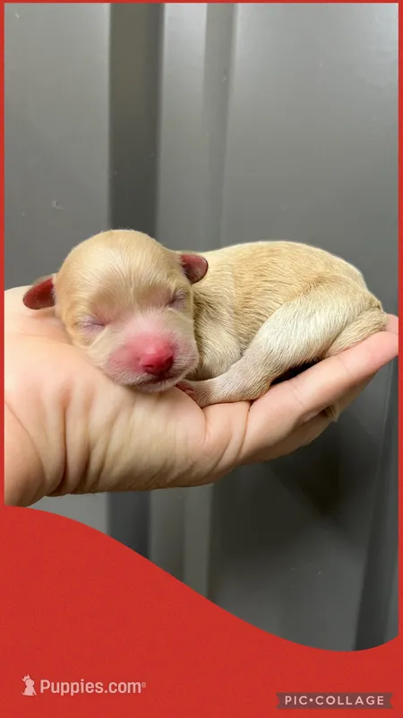 Female red, a female Maltipoo for sale in Ville Platte, LA – 1 of 1