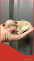 Female red, a female Maltipoo for sale in Ville Platte, LA – 1 of 1