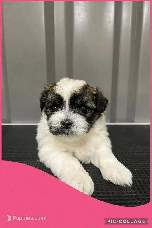 Female pink – Mal Shi puppy for sale in Ville Platte, LA