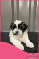Female pink, a female Mal Shi for sale in Ville Platte, LA – 1 of 3