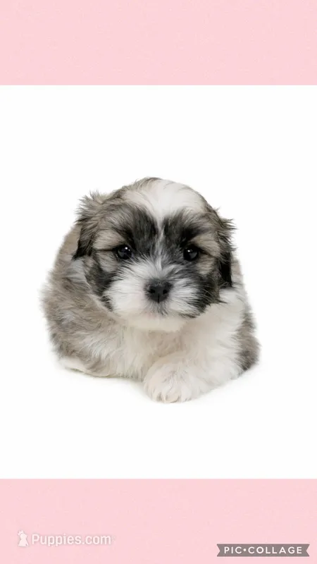 Light pink – Mal Shi puppy for sale in Ville Platte, LA