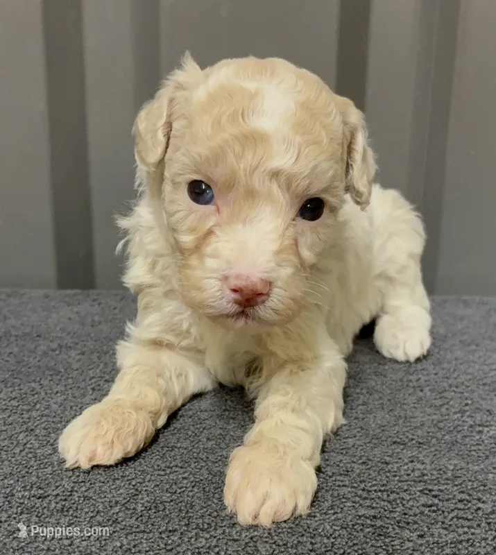 Male 3 – Maltipoo puppy for sale in Ville Platte, LA
