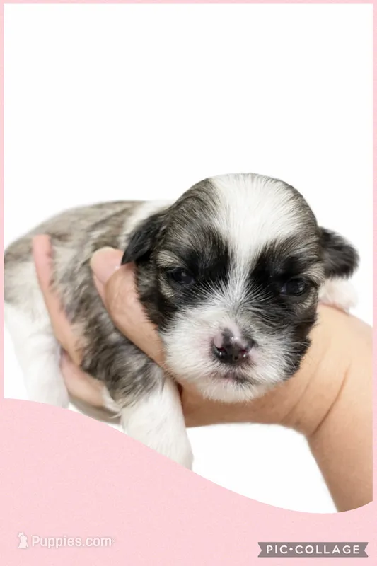 Light pink – Mal Shi puppy for sale in Ville Platte, LA
