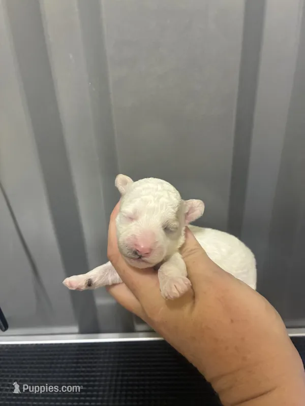 Female purple – Poodle - Toy  puppy for sale in Ville Platte, LA