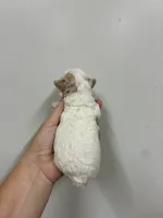 Female pink, a female Poodle - Toy  for sale in Ville Platte, LA – 7 of 8