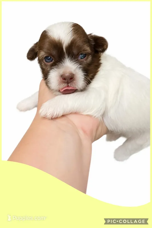 Light yellow – Mal Shi puppy for sale in Ville Platte, LA