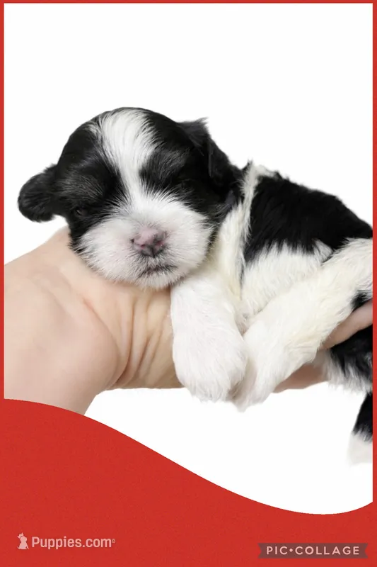 Female red – Mal Shi puppy for sale in Ville Platte, LA