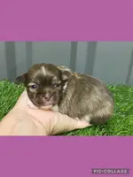 Female purple, a female Mal Shi for sale in Ville Platte, LA – Photo 1 of 2