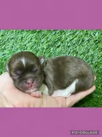 Female purple, a female Mal Shi for sale in Ville Platte, LA – Photo 2 of 2